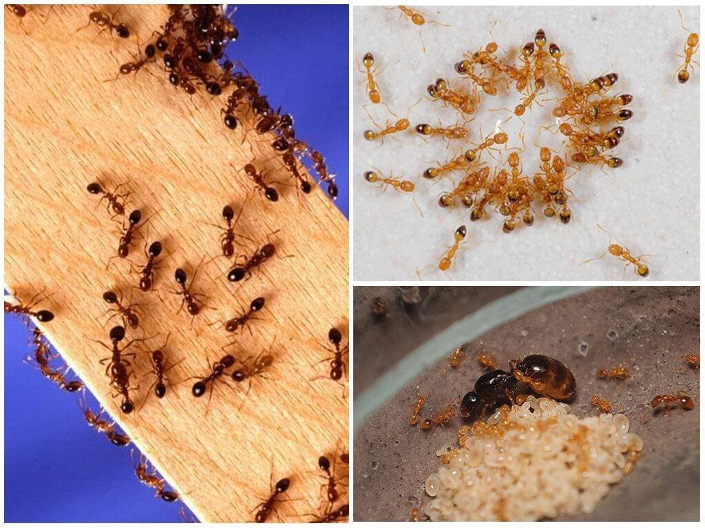 Маленькие рыжие муравьи в квартире и как от них избавиться