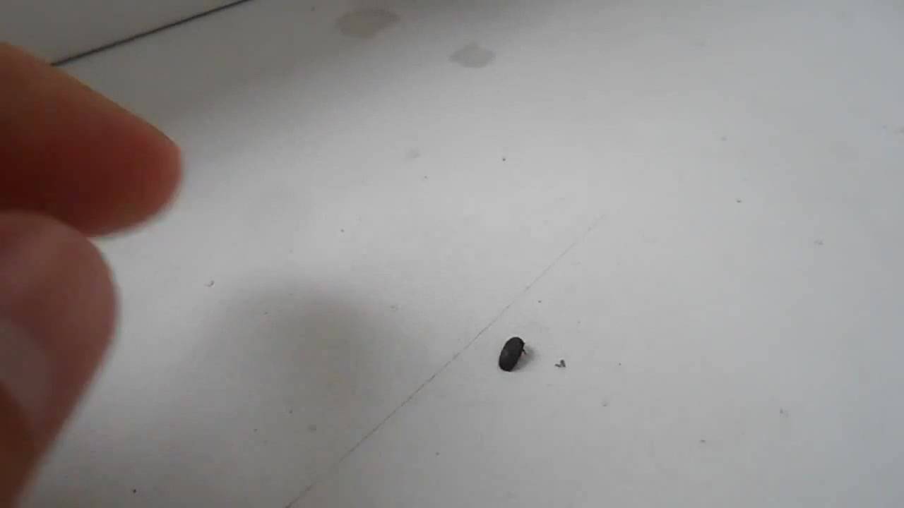 Маленькие коричневые жучки в квартире и как от них избавиться