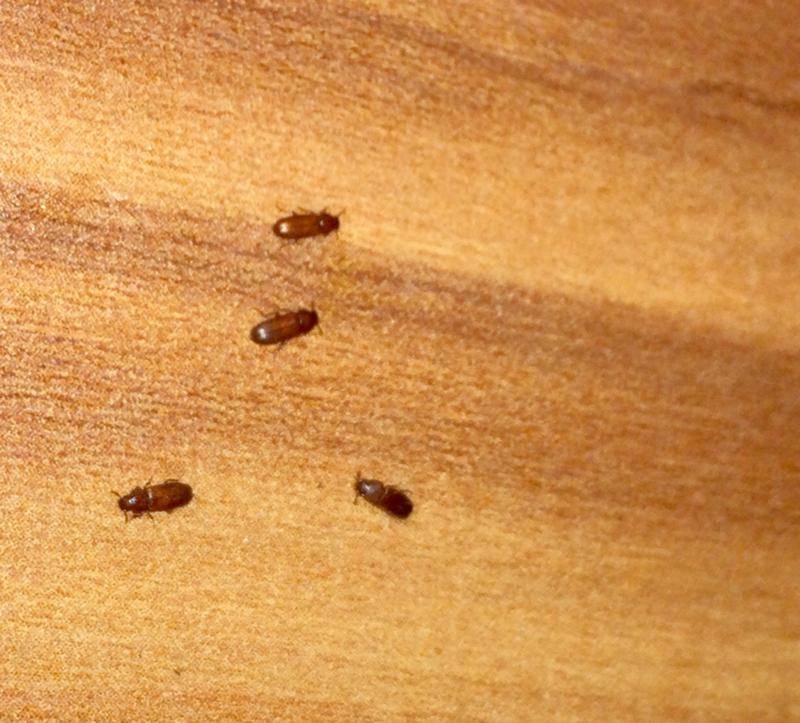 Способы профилактики и борьбы с жучками, которые завелись на вашей кухне в крупах