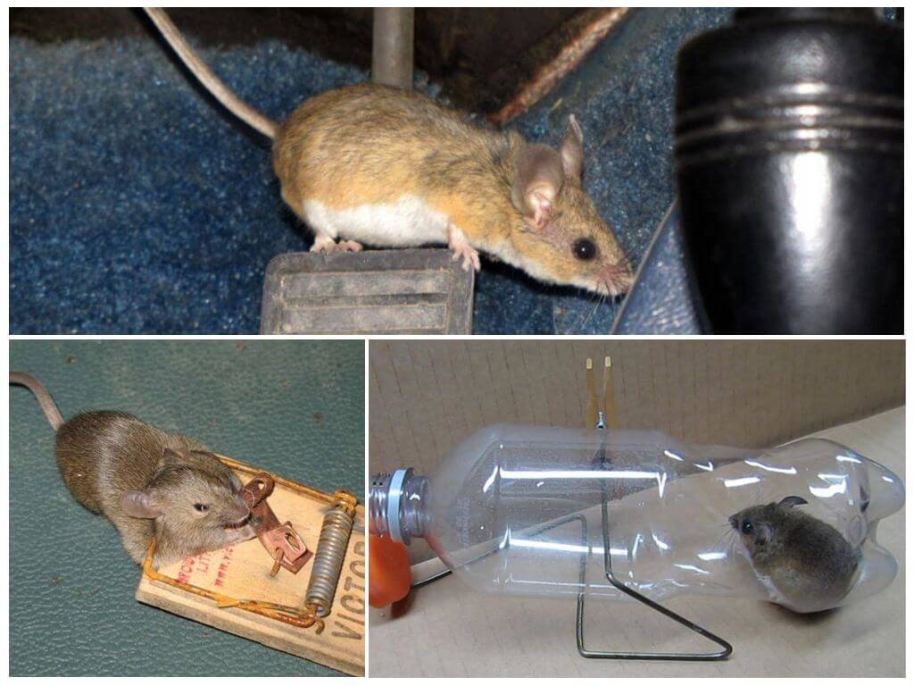 Какой запах не любят мыши, гуманный способ борьбы с грызунами
