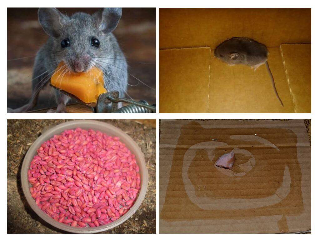 Чего боятся мыши