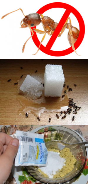 Как бороться с муравьями на даче