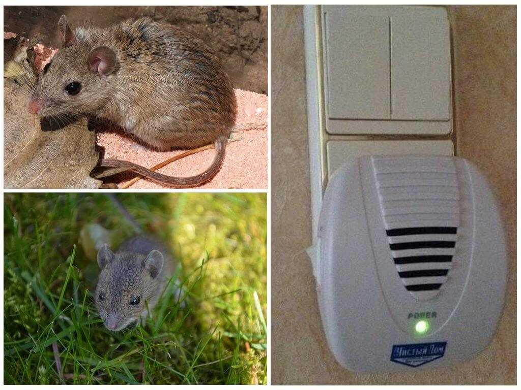 Как отпугнуть мышей из дома навсегда