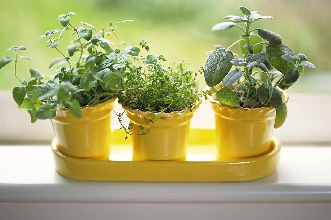 Самые полезные комнатные растения для выращивания в домашних условиях