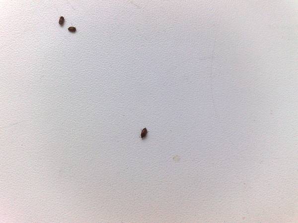 Летающий маленький коричневый жучок в квартире на подоконнике: фото, как избавиться?