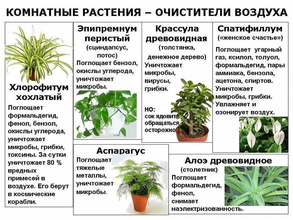 Топ-15 полезных комнатных растений для дома: с фото и описанием