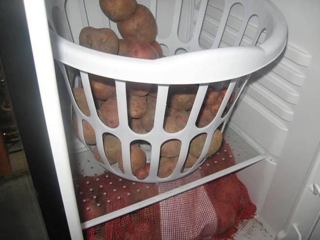 Хранение картофеля в домашних условиях: условия и правила