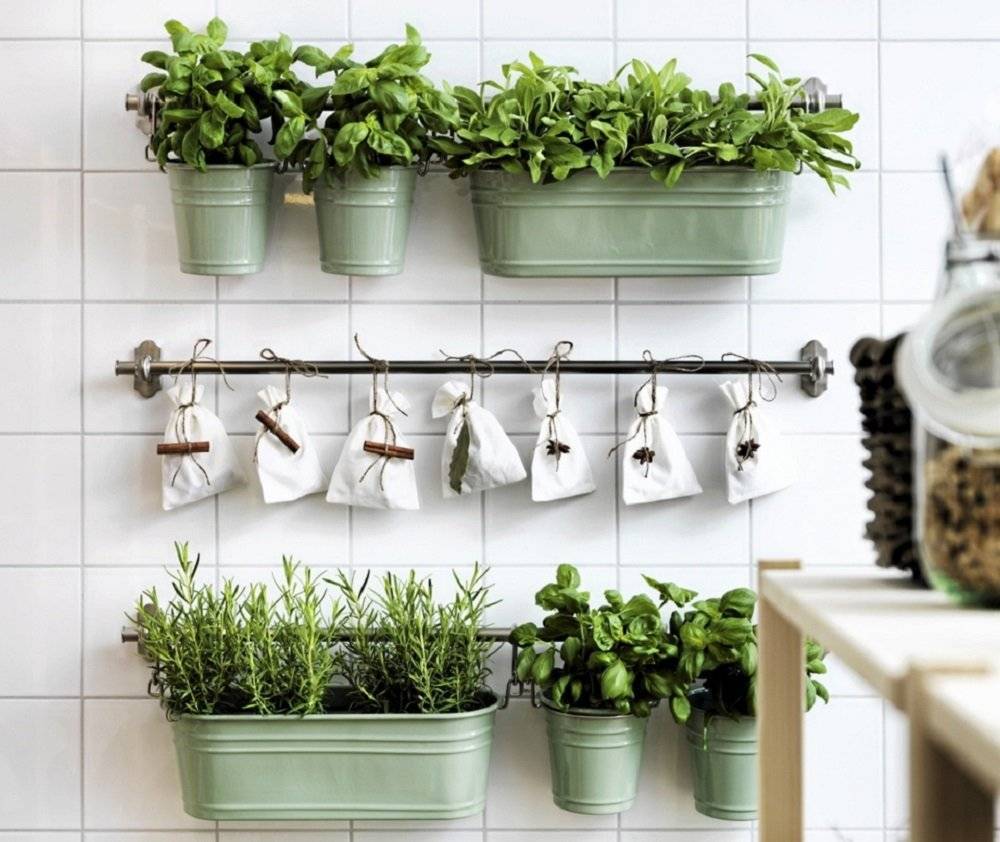 Комнатные растения и цветы на кухне - что можно и нужно выращивать