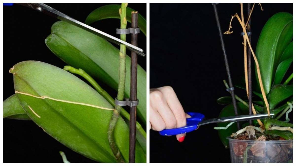 Как ухаживать за цветком орхидея (фаленопсис) в домашних условиях