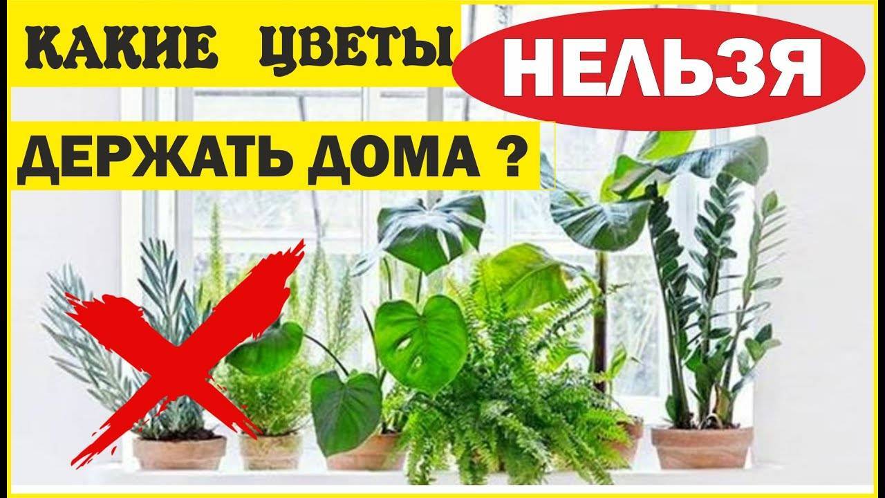 Про полезные комнатные растения. и есть ли такие, которые дома держать нельзя?
