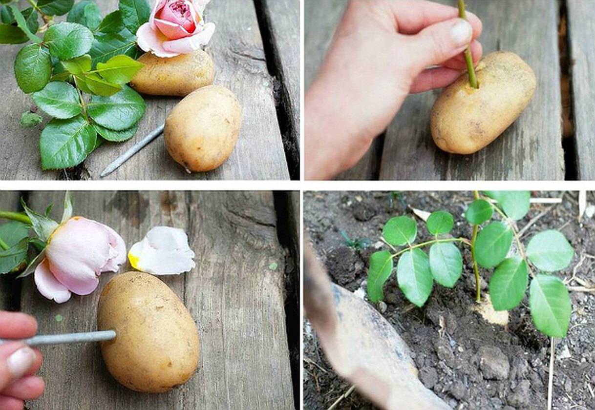 Картофельные очистки как удобрение для растений или средство чистки дымоходов