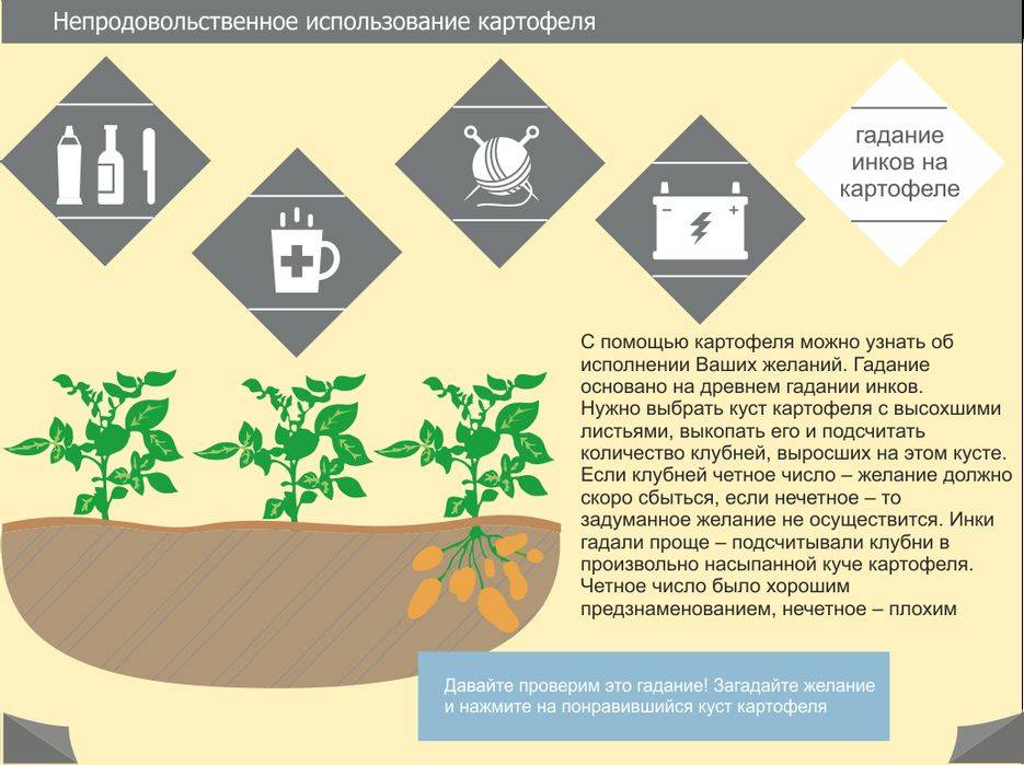 Картофельные очистки: как использовать отходы в огороде, саду и на даче?