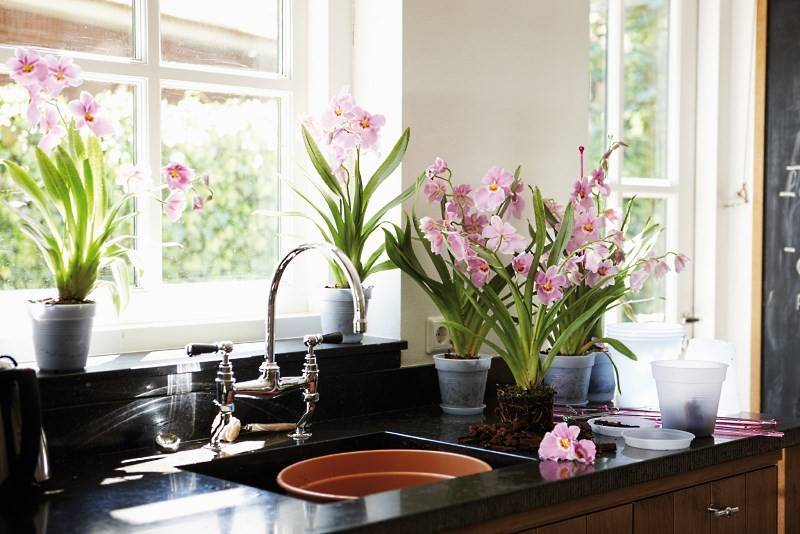 Озеленение кухни: дополняем интерьер комнатными растениями