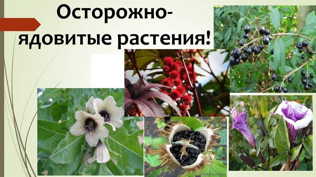 Не только борщевик: 10 инвазивных растений, угрожающих экосистемам в россии