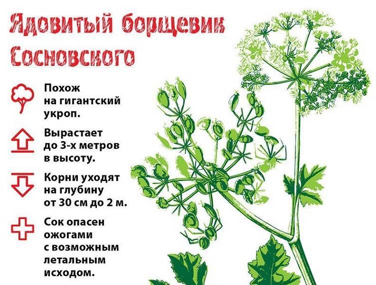 8 ядовитых растений
