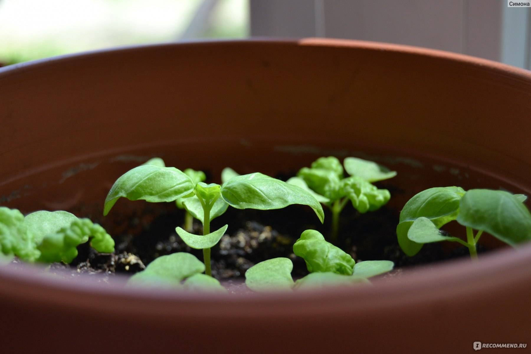 Базилик на подоконнике: выращивание в домашних условиях