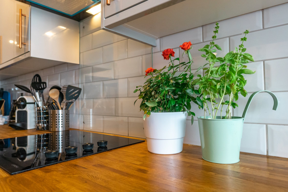 Знать и уметь: выращиваем зелень на кухне – комнатные растения