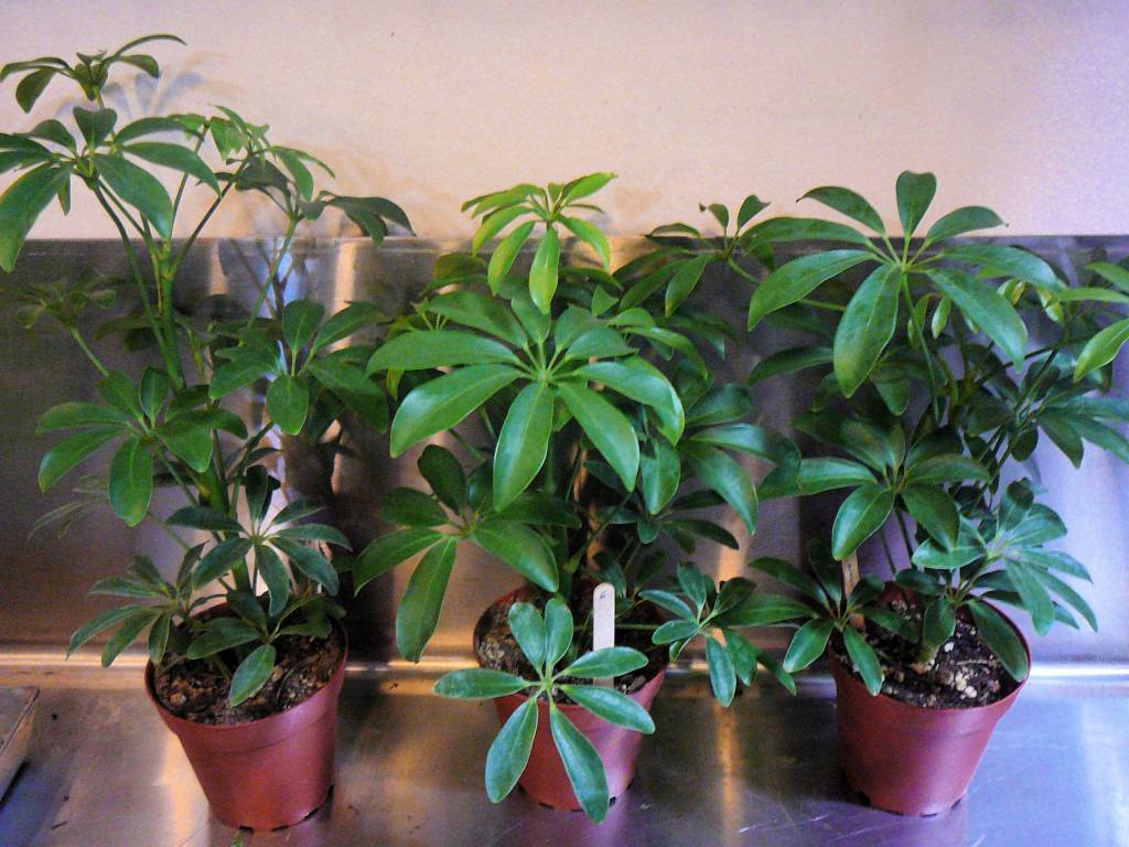 Какой уход требуется шефлере, растущей в доме, связанные с растением приметы, доступные способы размножения