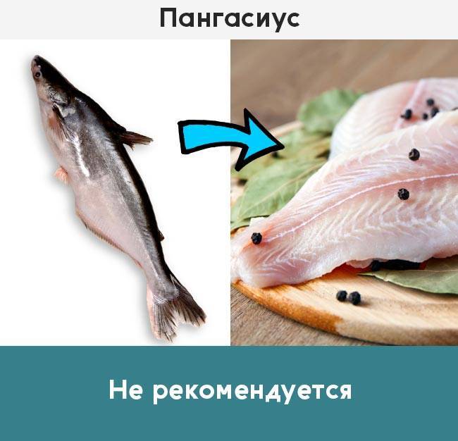 Топ-8 видов рыбы и морепродуктов, которые нужно исключить из рациона