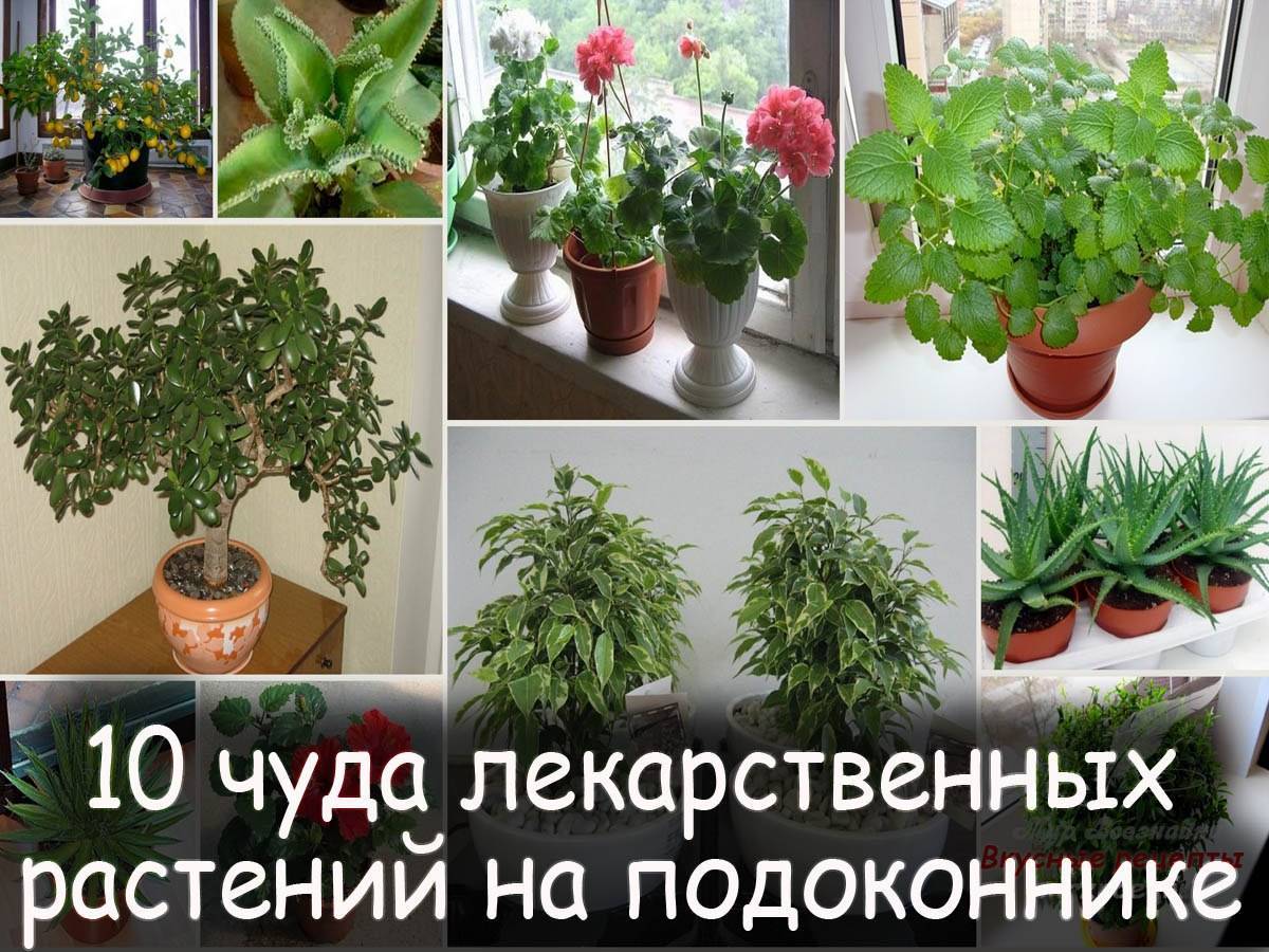 Идеальные растения для дома — porusski.me