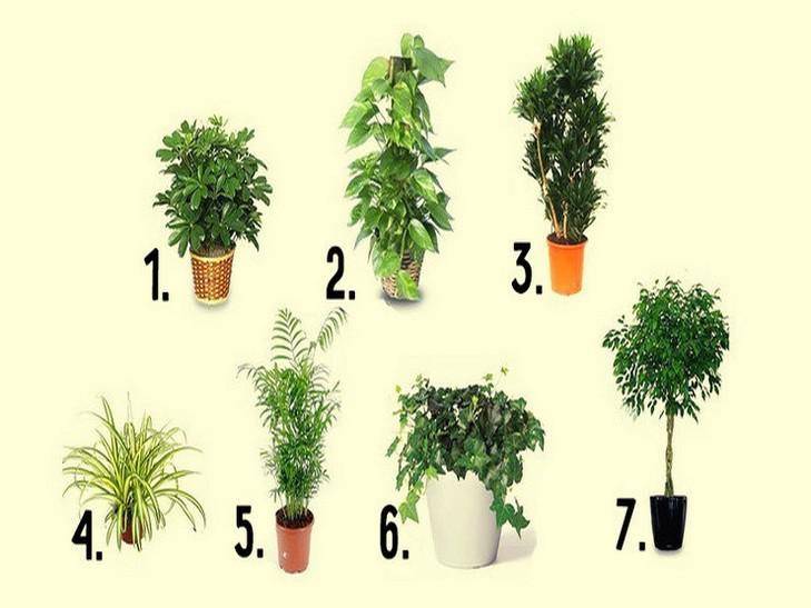 13 полезных растений для дома, которые улучшат ваше самочувствие