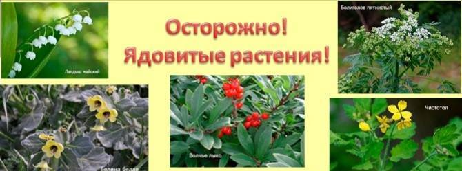 10 самых ядовитых растений в мире и россии: список