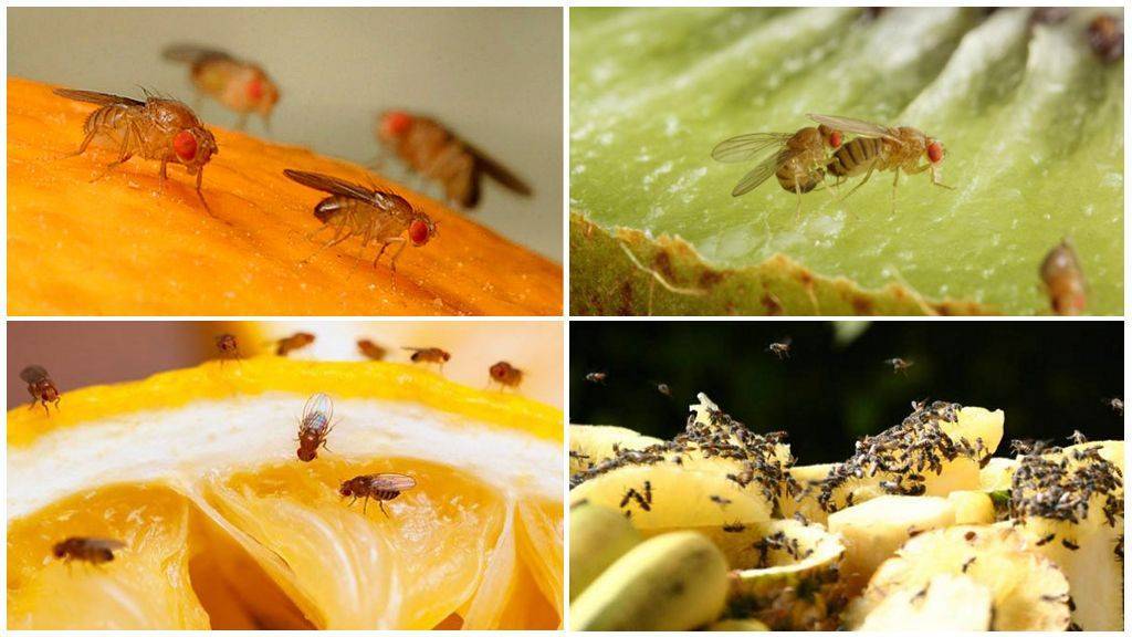 Муха плодовая, или дрозофила: методы борьбы с ней — насекомые вредители
