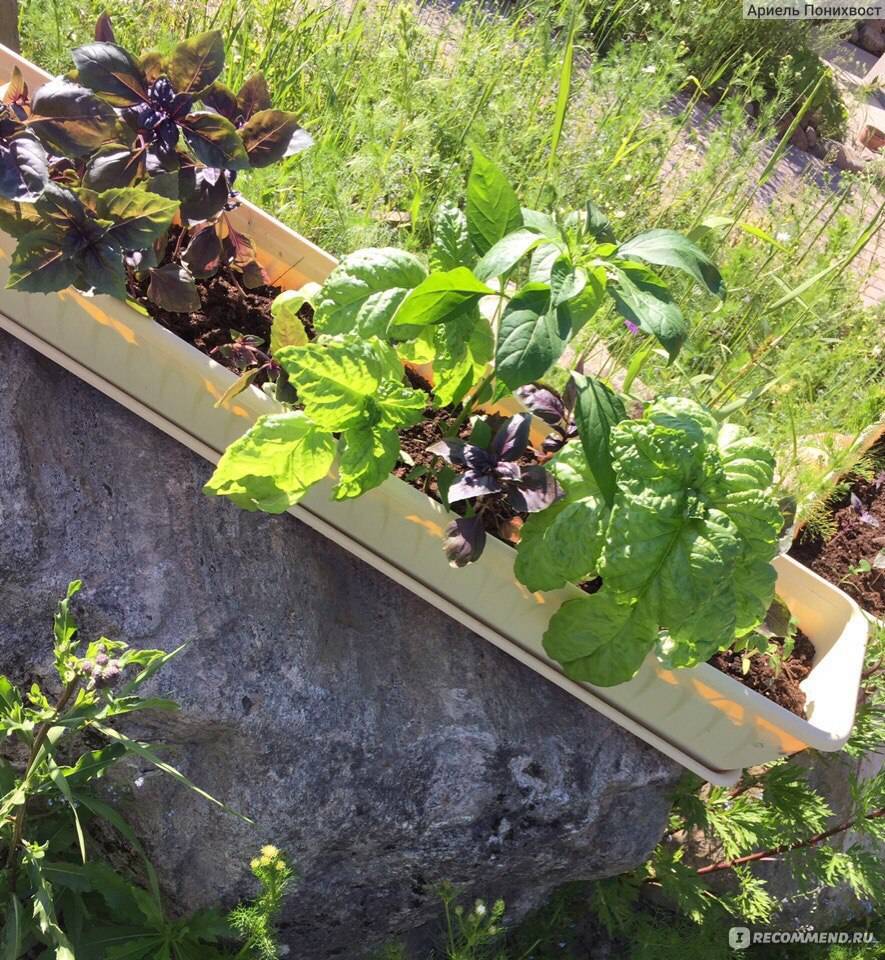 Базилик: выращивание из семян в открытом грунте, рассада на подоконнике, фото
