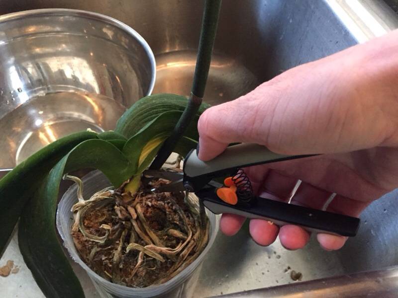 Орхидея уход в домашних условиях после покупки, фото, видео