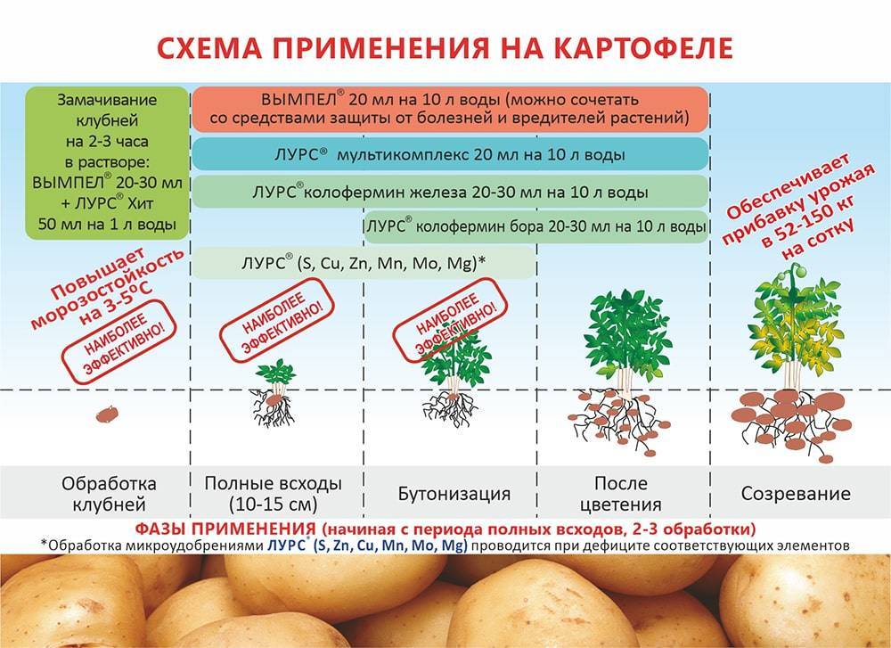 Лечение картофелем: целебные свойства компресса из картошки при бронхите, можно ли есть ягоды растения при подагре, применение в народной медицине, лекарство