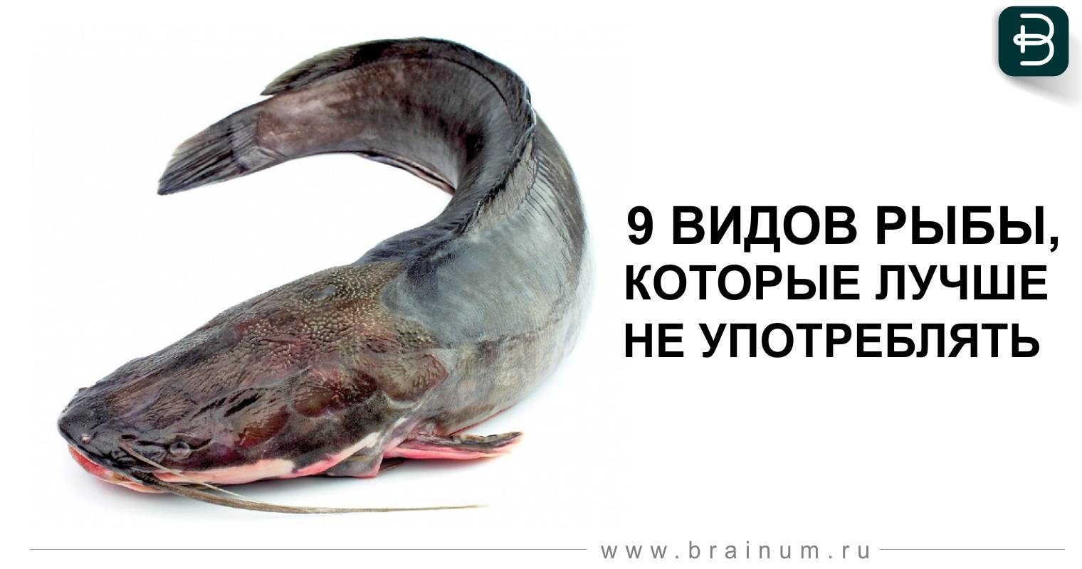 9 видов нежирной рыбы которая идеально подойдет для диеты