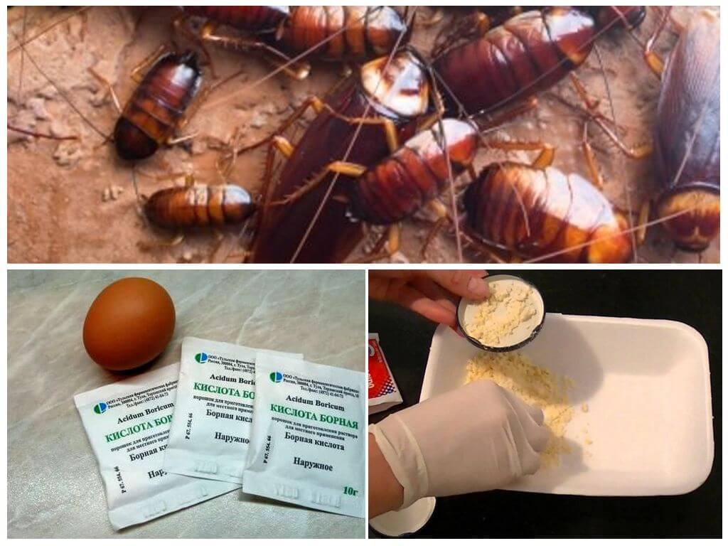 Борная кислота от тараканов и рецепты приготовления шариков: с яйцом, картофелем, сахаром