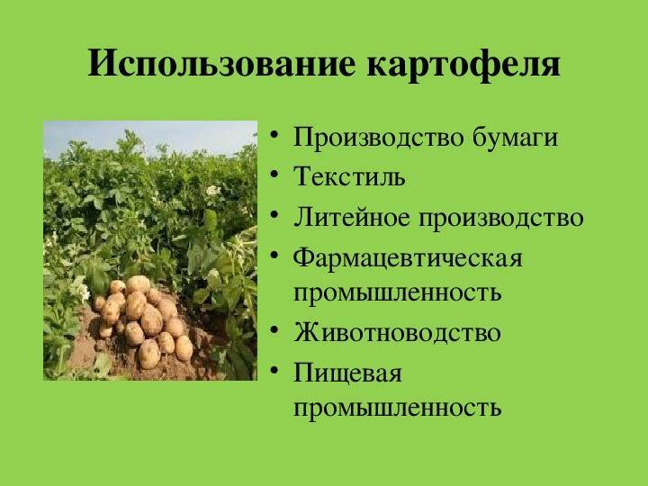 Картофельные очистки как удобрение для растений в огороде, саду, в частности в виде подкормки, можно ли давать курам, кроликам, и как их еще использовать?