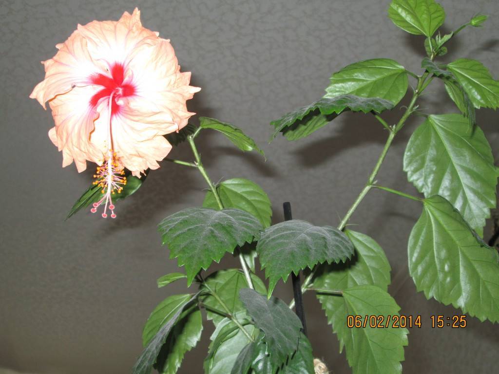 Как заставить цвести китайскую розу? selo.guru — интернет портал о сельском хозяйстве