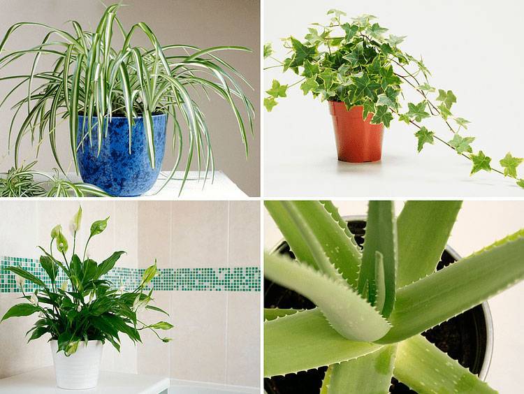 Самые полезные комнатные растения для выращивания в домашних условиях - комнатные и садовые растения, уход за ними sad-doma.net