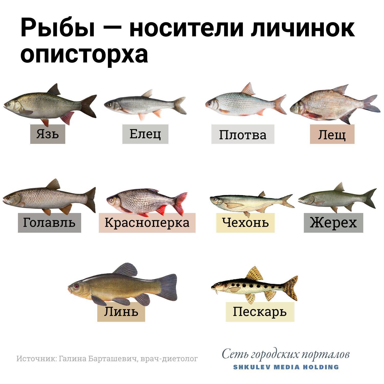 9 видов рыбы, которая может быть опасна для здоровья