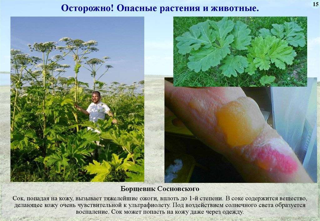 Осторожно: ядовитые растения / асиенда.ру