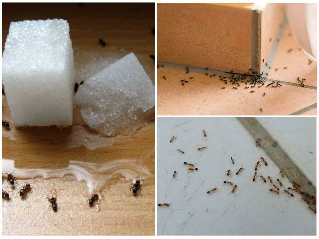 Несколько эффективных вариантов избавления от домашних муравьев