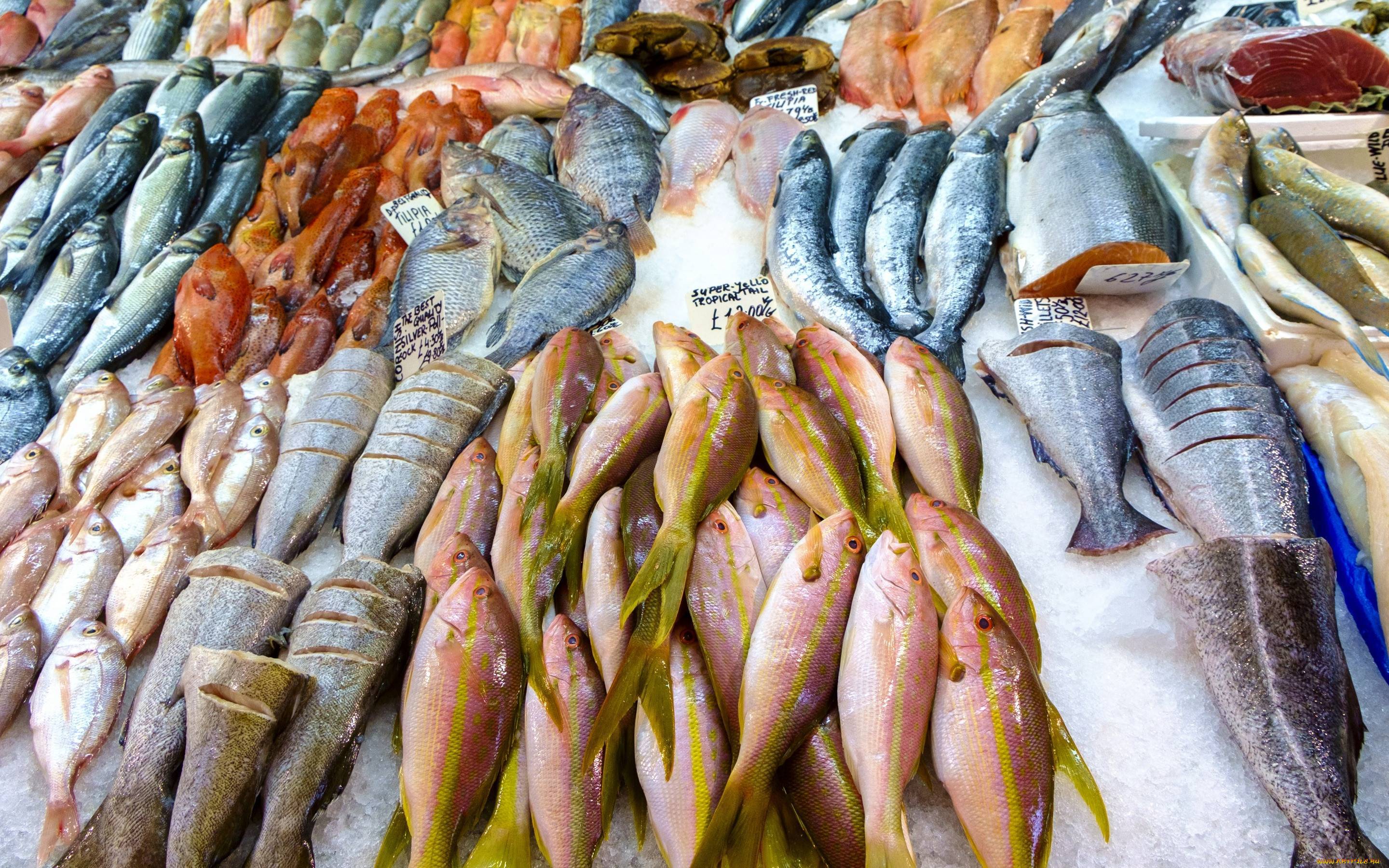 9 видов рыбы, которые лучше не есть