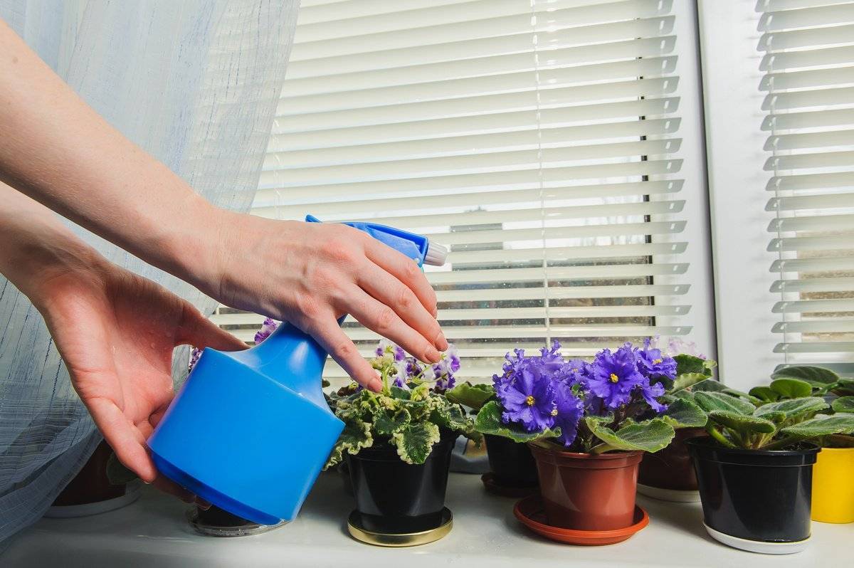 Как поливать комнатные цветы
