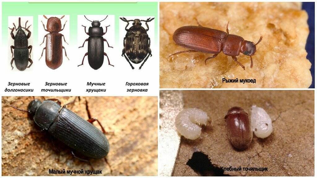 Если появились черные жуки в доме, что делать? :: syl.ru