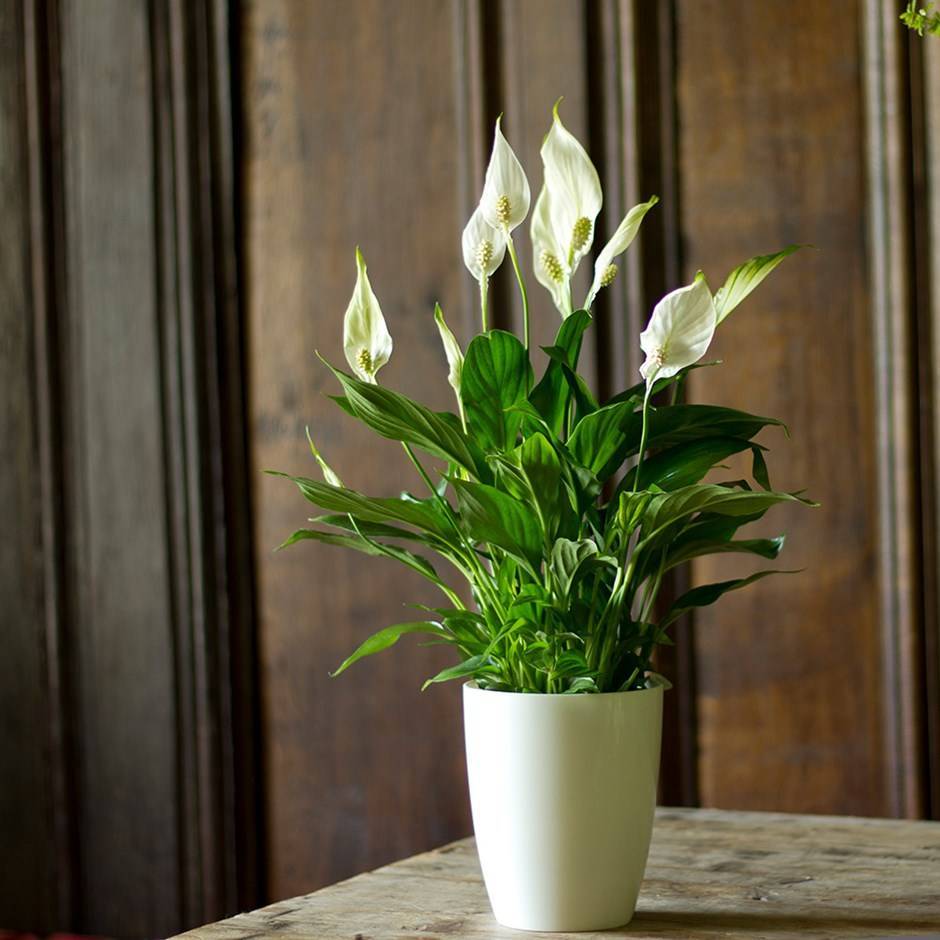 Цветок спатифиллум: выращивание и уход в домашних условиях