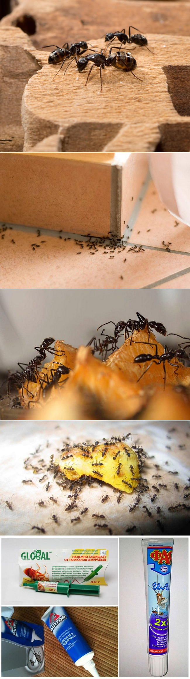 Как избавиться от муравьев на кухне — методы борьбы, лайхаки