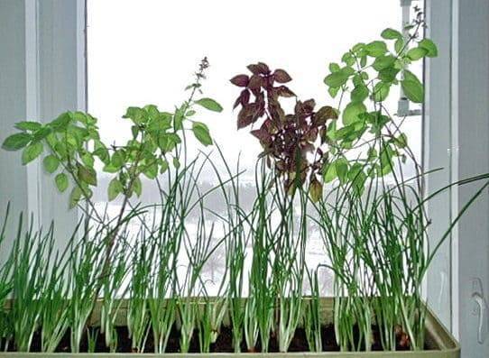Как вырастить базилик в горшке дома на подоконнике: правила посева и ухода
