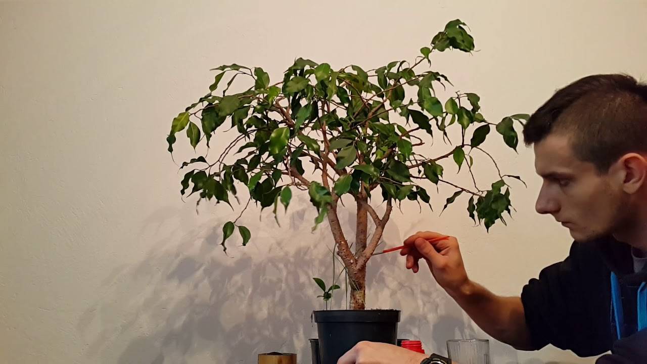 Дерево в комнате: как ухаживать за фикусом Бенджамина в домашних условиях