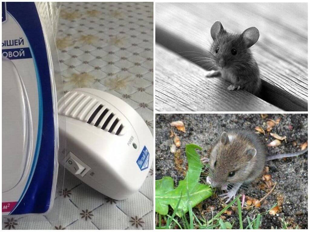 Как навсегда избавиться от мышей на даче: эффективные средства