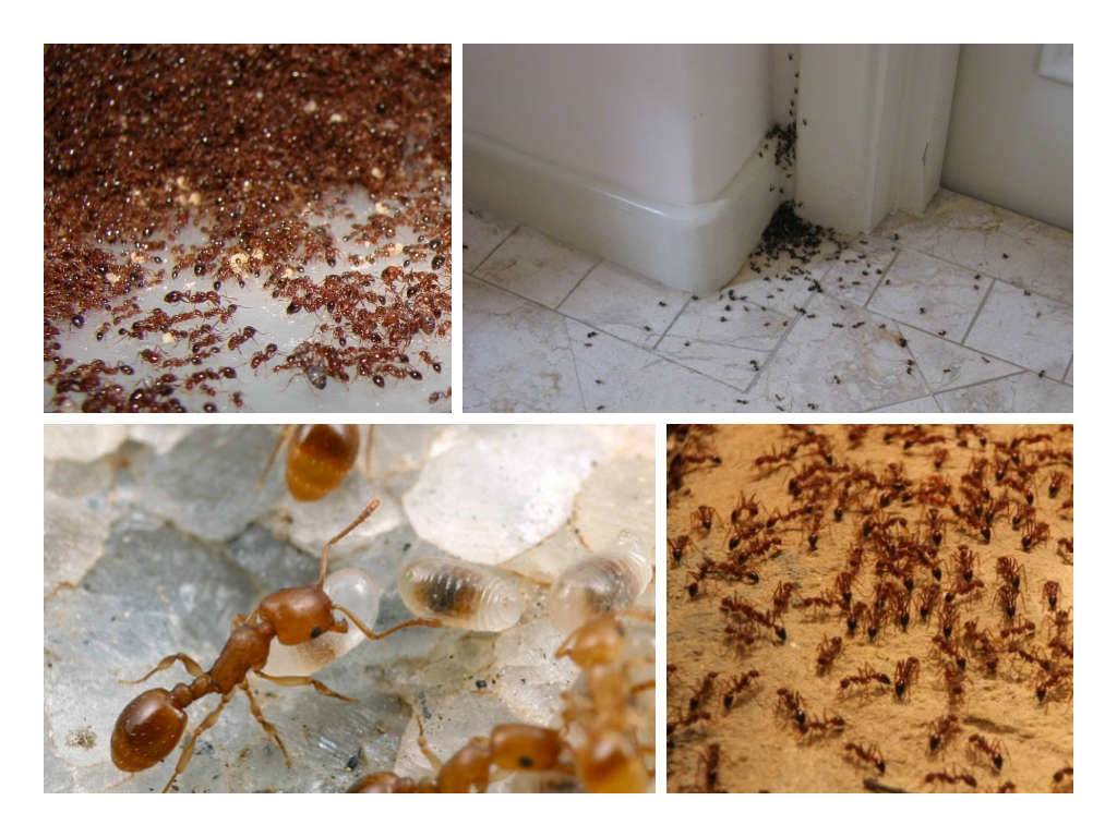 Как избавиться от муравьёв в квартире