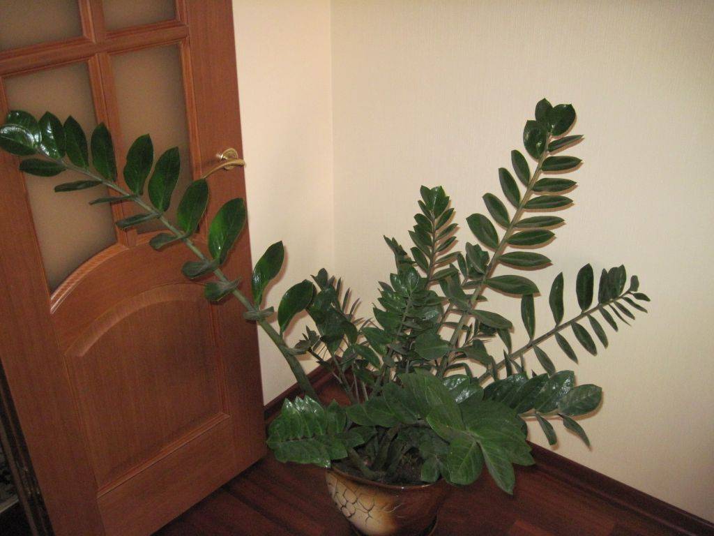 Замиокулькас (долларовое дерево) выращивание и уход в домашних условиях