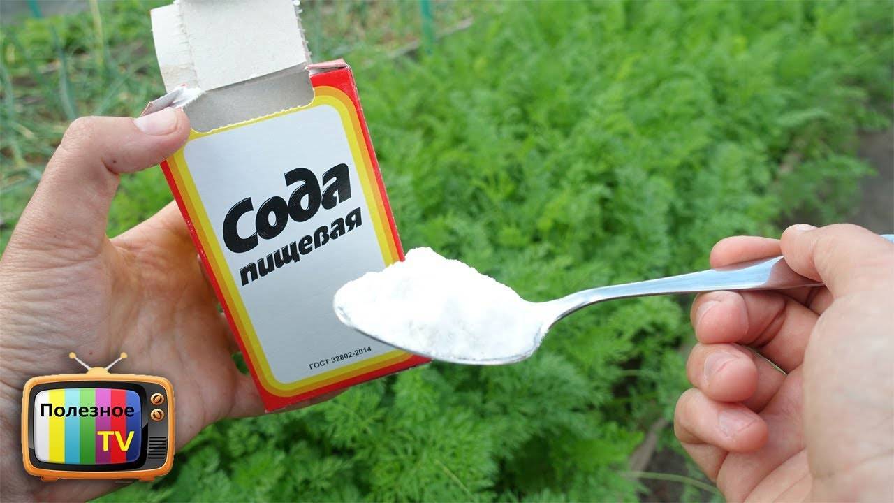 Обработка земли содой, отзывы | soda-soda.ru