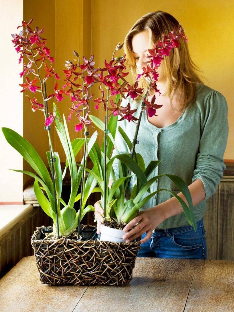 Уход за орхидеей: особенности посадки и ухода